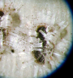 Habitus puparia of <I>Viennotaleyrodes incomptus</I>