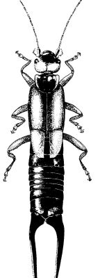 Forciculidae