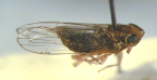 <I>Haplodelphax iuncicola </I>Kirkaldy, adult