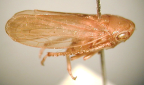 <I>Borditartessus casulaensis</I> F. Evans, adult male.