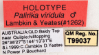 <i>Palirika viridula</i> Holotype label