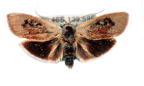 <I>Brachybelistis neomorpha</I> (Turner, 1898) [photo by Len Willan]