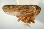 <i>Ipoella norrisi</i> Evans, adult.