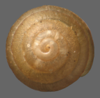 <em>Trocholaoma parvissima</em>, dorsal view.
Diameter of shell: 1.8 mm.