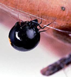 Red-spotted Argyrodes after feeding