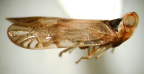 <I>Melanoclypeus uncinatus</I> Löcker & Fletcher, adult