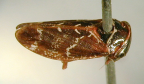 <i>Dremuela hieroglyphica</i> Evans, adult.