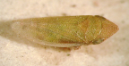 <I>Paradorydium viridis </I>(Evans), adult.